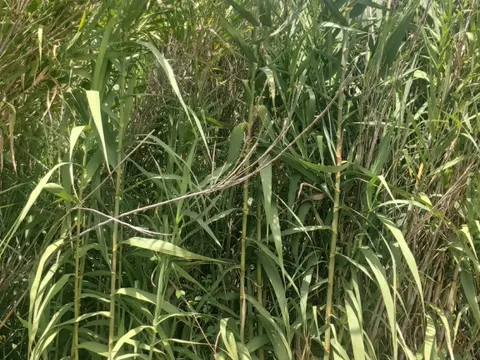 Giant Reed