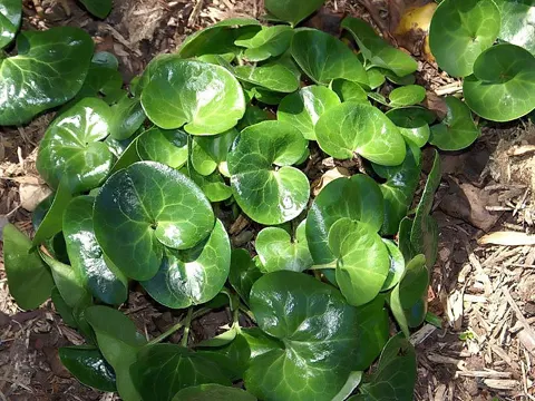 Asarabacca