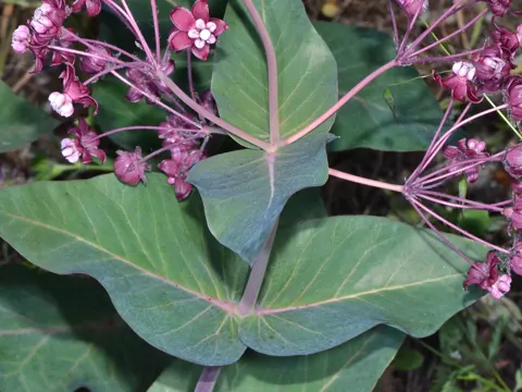Heart-leaf Milkweed