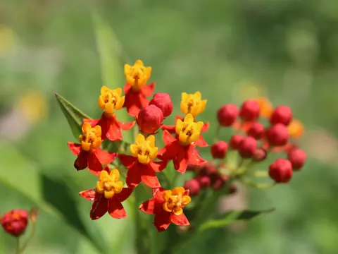 Tropical Milkweed