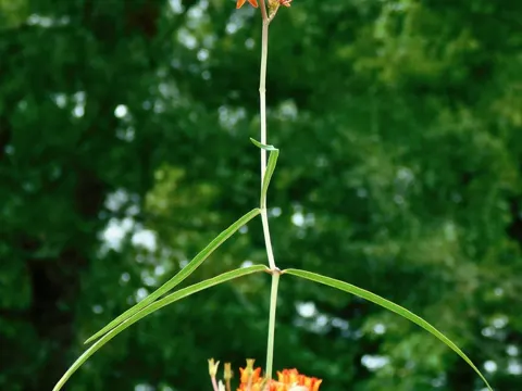 Lance-leaf Milkweed