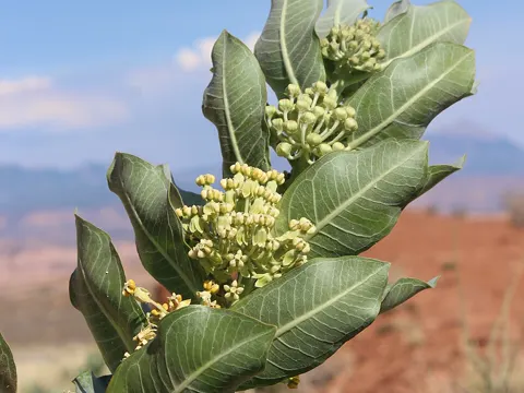 Broad Leaf Milkweed