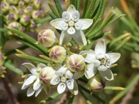Asclepias linaria