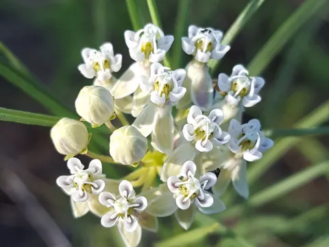 Poison Milkweed