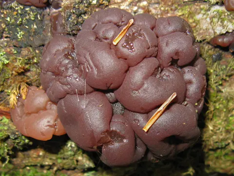 Beech Jelly Disc