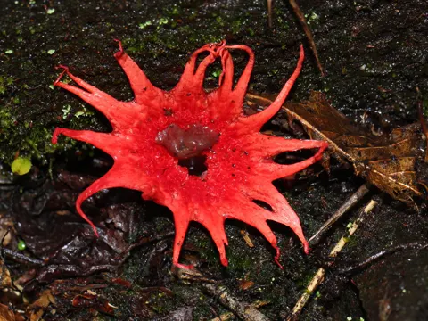 Starfish Fungus