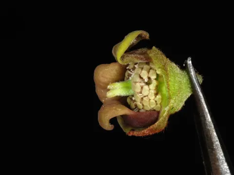 Smallflower Pawpaw