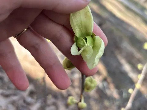 Florida Pawpaw