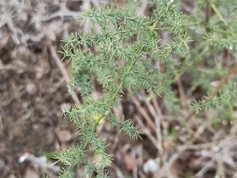 Wild Asparagus