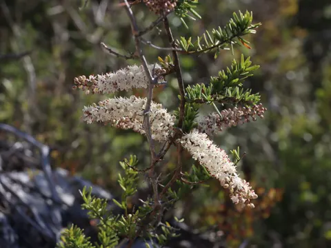 Asparagus Fern