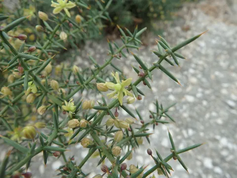 Asparagus