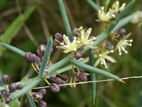 Foul Asparagus