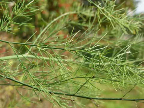 Wild Asparagus