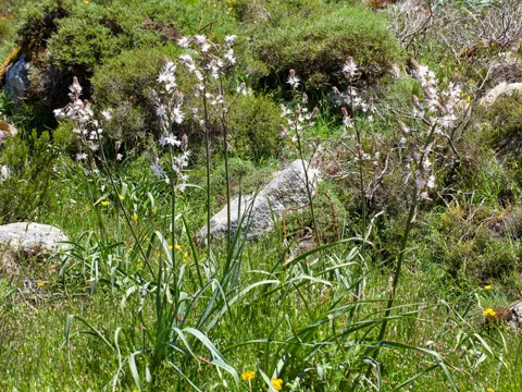 Asphodel