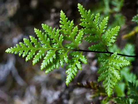 California Lacefern