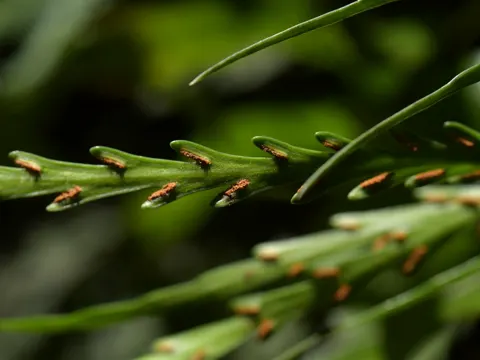 Fragile Fern