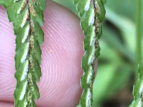 Ebony Spleenwort