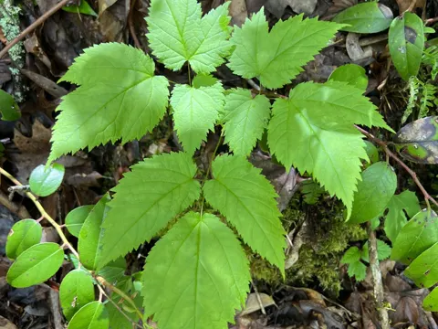False Goatsbeard