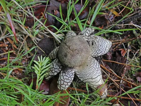 Barometer Earthstar