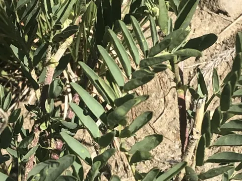 Two-grooved Milkvetch