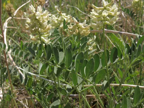 Canada Milk-vetch