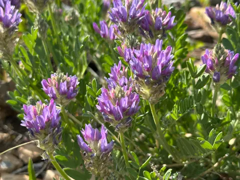 Loose-flowered Milkvetch