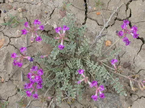Missouri Milkvetch