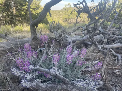 Astragalus mollissimus