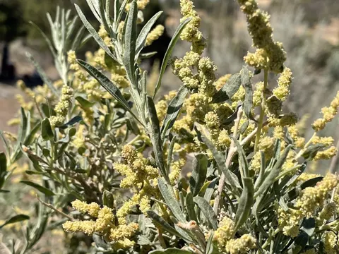 Fourwing Saltbush