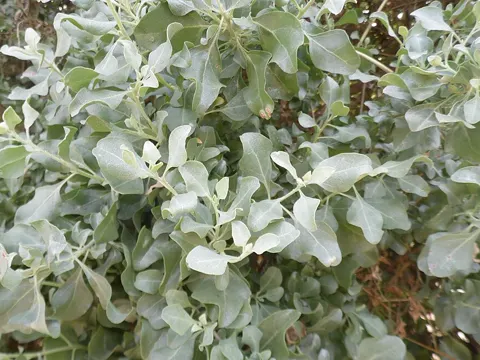 Tree Purslane