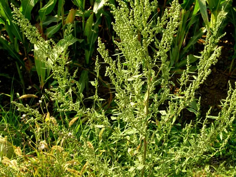 Common Orache