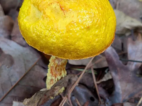 Birch Bolete