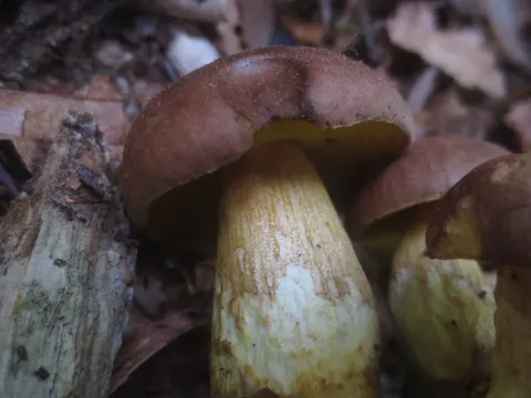Clustered Brown Bolete