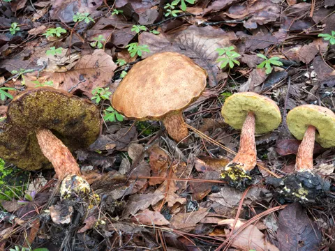 Russell's Bolete