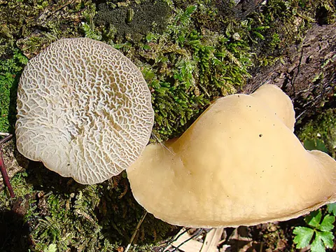 Black Ear Fungus