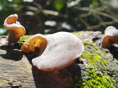 Jelly Ear