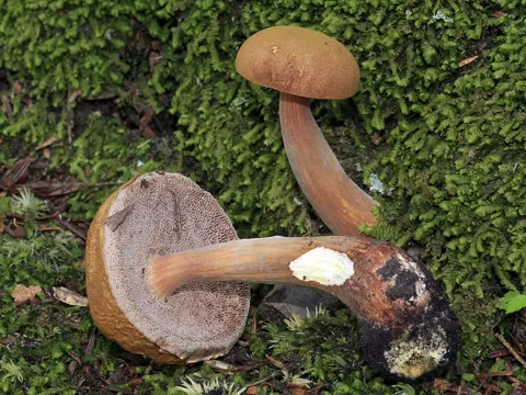 Graceful Bolete