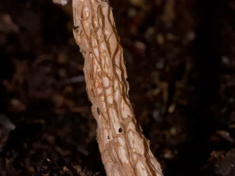 Australian Bolete