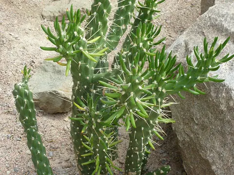 Eve's Needle Cactus