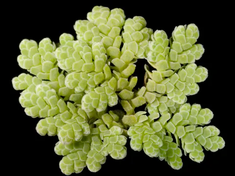 Water Fern