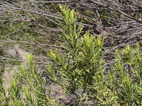 Baccharis