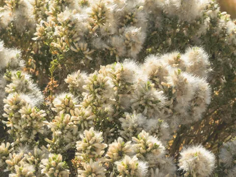 Baccharis tola