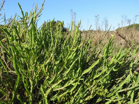 Carqueja