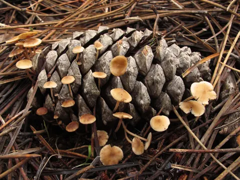 Conifercone Cap