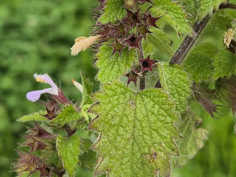 Black Horehound