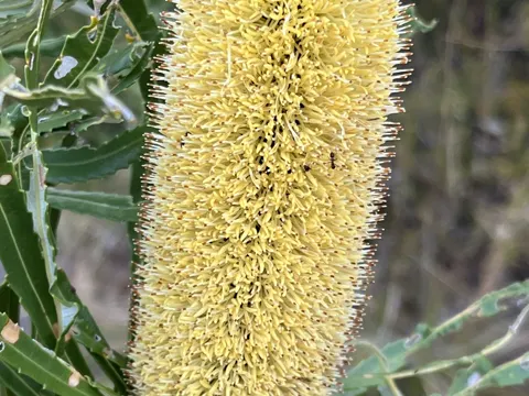 Schlank-Banksia