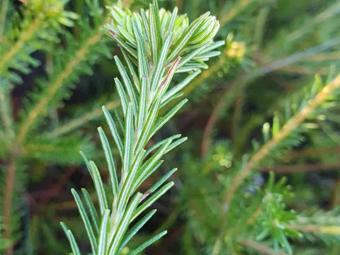 Heath Banksia