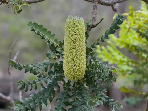 Bull Banksia