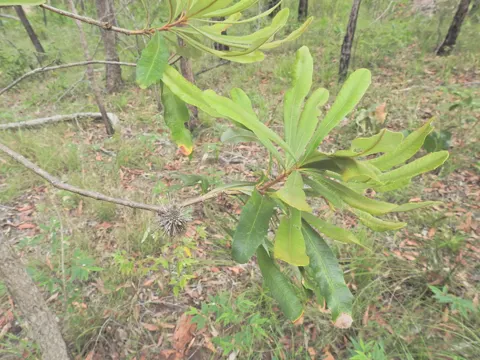 Coast Banksia