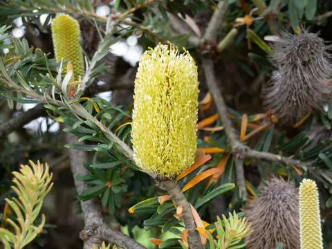 Silber-Banksia
